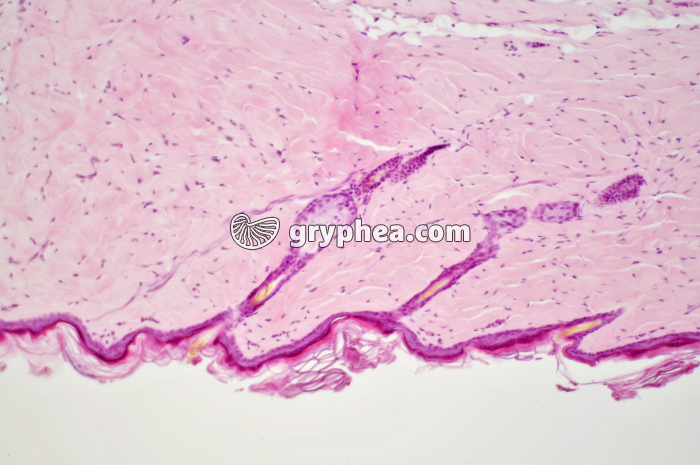 Peau CT x40 - gryphea.org